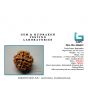 4 Mukhi Rudraksha (Nepal)
