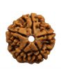 5 Mukhi Rudraksha (Nepal)