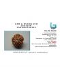 5 Mukhi Rudraksha (Nepal)