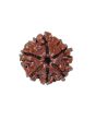 6 Mukhi Rudraksha (Nepal)