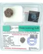 6 Mukhi Rudraksha (Nepal)