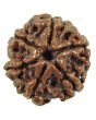 6 Mukhi Rudraksha (Nepal)
