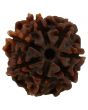 7 Mukhi Rudraksha (Nepal)