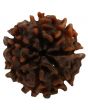 7 Mukhi Rudraksha (Nepal)