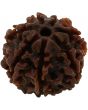 7 Mukhi Rudraksha (Nepal)