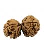 Natural 7 Mukhi (Seven Mukhi) Gauri Shankar Nepali Rudraksha GJSPC Certified 34.9 M.M.
