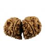 Natural 7 Mukhi (Seven Mukhi) Gauri Shankar Nepali Rudraksha GJSPC Certified 34.9 M.M.