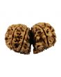 Natural 7 Mukhi (Seven Mukhi) Gauri Shankar Nepali Rudraksha GJSPC Certified 34.9 M.M.