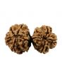 Natural 7 Mukhi (Seven Mukhi) Gauri Shankar Nepali Rudraksha GJSPC Certified 34.9 M.M.