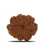 8 Mukhi Rudraksha (Nepal) 26.76 MM 