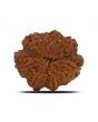 8 Mukhi Rudraksha (Nepal) 26.76 MM 