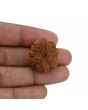 8 Mukhi Rudraksha (Nepal) 26.76 MM 
