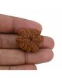 8 Mukhi Rudraksha (Nepal) 26.76 MM 