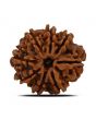 8 Mukhi Rudraksha (Nepal) 26.93 MM 