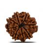 8 Mukhi Rudraksha (Nepal) 26.93 MM 