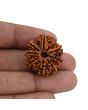 8 Mukhi Rudraksha (Nepal) 26.93 MM 