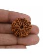 8 Mukhi Rudraksha (Nepal) 26.93 MM 