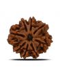 8 Mukhi Rudraksha (Nepal) 25.22 MM 