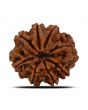 8 Mukhi Rudraksha (Nepal) 25.22 MM 