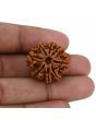8 Mukhi Rudraksha (Nepal) 25.22 MM 