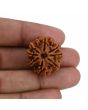 8 Mukhi Rudraksha (Nepal) 25.22 MM 