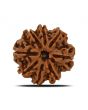 8 Mukhi Rudraksha (Nepal) 24.9 MM 