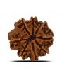 8 Mukhi Rudraksha (Nepal) 24.9 MM 