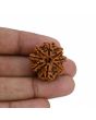 8 Mukhi Rudraksha (Nepal) 24.9 MM 