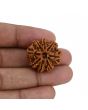 8 Mukhi Rudraksha (Nepal) 24.9 MM 