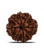 8 Mukhi Rudraksha (Nepal) 24.01 MM 