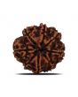8 Mukhi Rudraksha (Nepal) 24.01 MM 