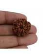 8 Mukhi Rudraksha (Nepal) 24.01 MM 