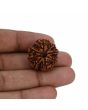 8 Mukhi Rudraksha (Nepal) 24.01 MM 
