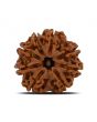8 Mukhi Rudraksha (Nepal) 23.91 MM 
