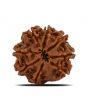 8 Mukhi Rudraksha (Nepal) 23.91 MM 