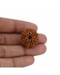 8 Mukhi Rudraksha (Nepal) 23.91 MM 