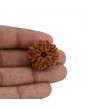 8 Mukhi Rudraksha (Nepal) 23.91 MM 