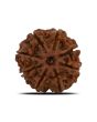 8 Mukhi Rudraksha (Nepal) 23.42 MM 