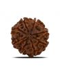 8 Mukhi Rudraksha (Nepal) 23.42 MM 