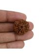 8 Mukhi Rudraksha (Nepal) 23.42 MM 