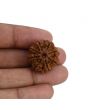 8 Mukhi Rudraksha (Nepal) 23.42 MM 