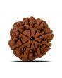 8 Mukhi Rudraksha (Nepal) 24.09 MM 