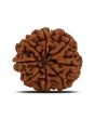 8 Mukhi Rudraksha (Nepal) 24.09 MM 