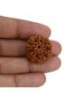 8 Mukhi Rudraksha (Nepal) 24.09 MM 