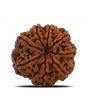8 Mukhi Rudraksha (Nepal) 23.95 MM 