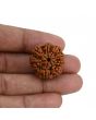 8 Mukhi Rudraksha (Nepal) 23.95 MM 