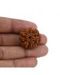 8 Mukhi Rudraksha (Nepal) 23.95 MM 