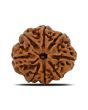 8 Mukhi Rudraksha (Nepal) 23.01 MM 