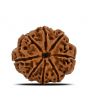 8 Mukhi Rudraksha (Nepal) 23.01 MM 