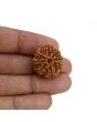 8 Mukhi Rudraksha (Nepal) 23.01 MM 